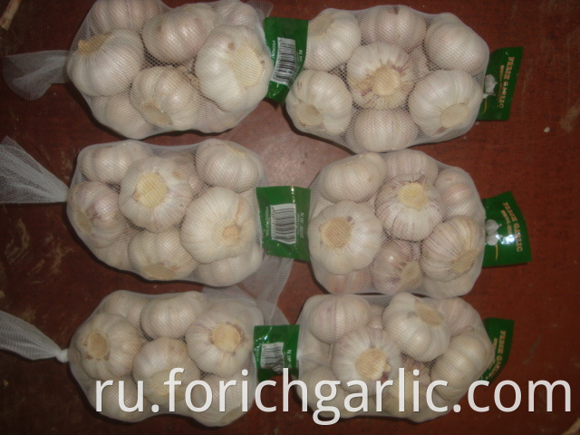 Normal White Garlic